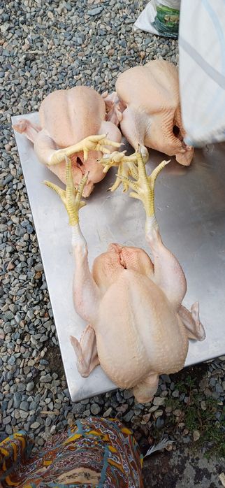 Бройлерные чищенные куры