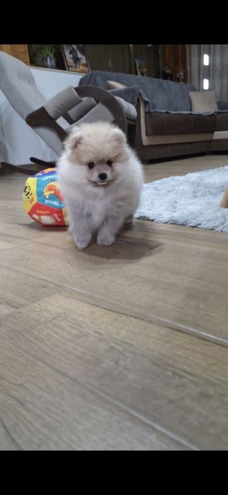 Померан,померанче момче с необходимите ваксини и паспорт!