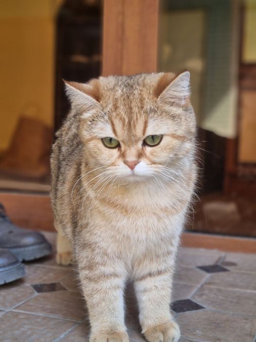 Золотая шиншила 1 годик 3 месяц