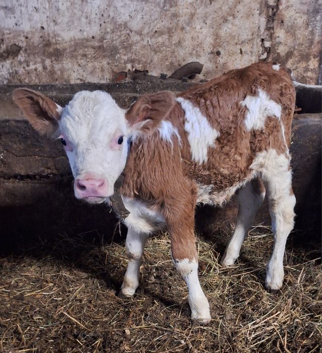 Vând vițel tăuraș sugar
