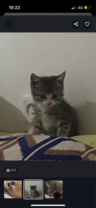 Отдам котенка бесплатно