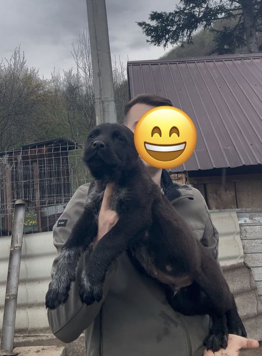 Mascul Ciobanesc Asia centrala