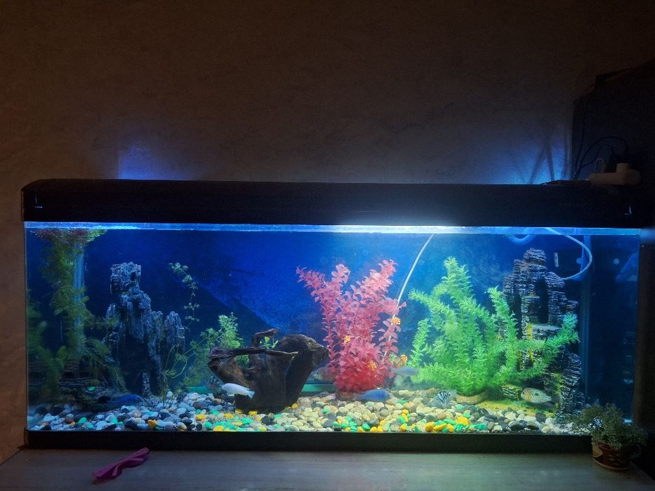 Аквариум 200 литров вместе с рыбками