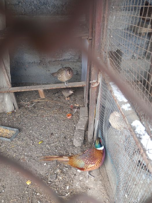 Охотничие фазаны