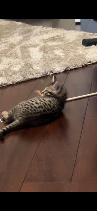 Отдам котенка девочку