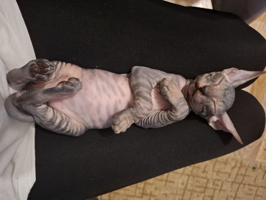 Канадский сфинкс окрас Табби на случкуу