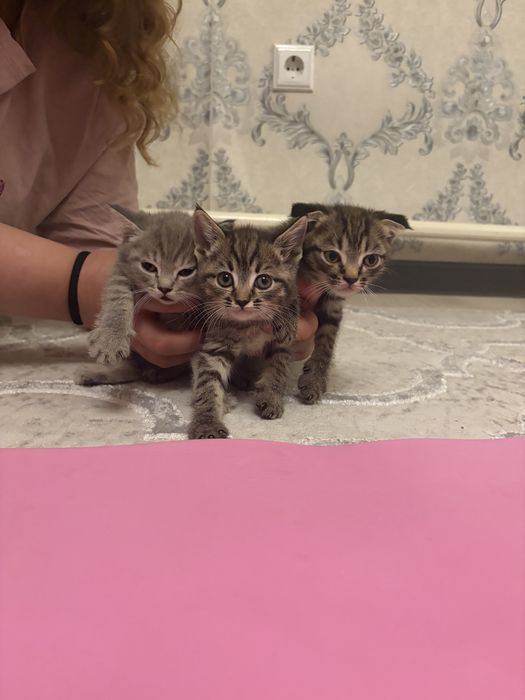 Шотландские котята