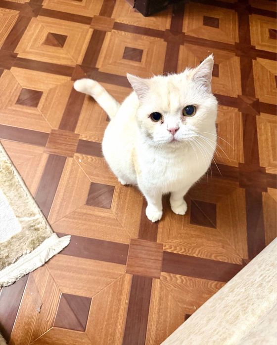 Британский кот ищет новый дом
