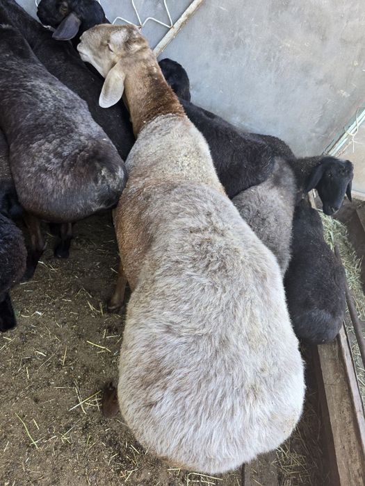 Кучкор бор курбонлика