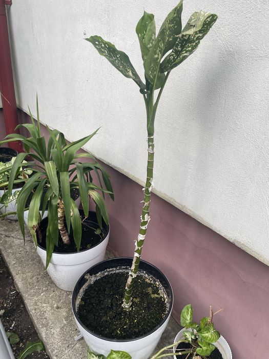 vand plante de apartament