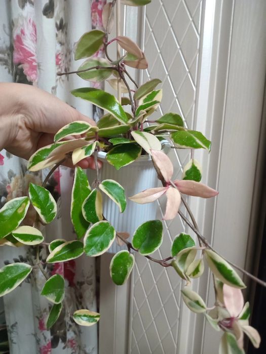 Продам  цветы разные, большие