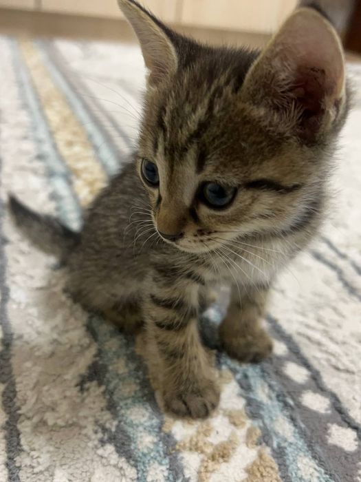 Scottish straight, Русская голубая,black cat,