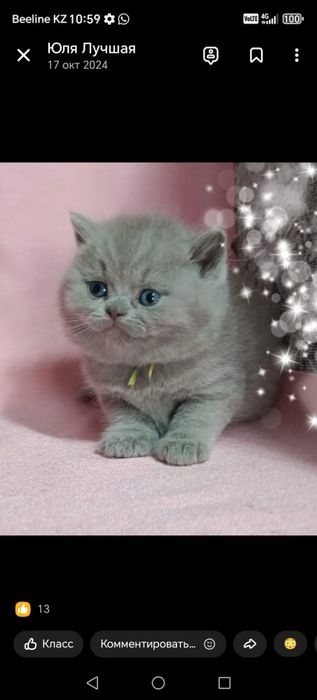 British fold котята