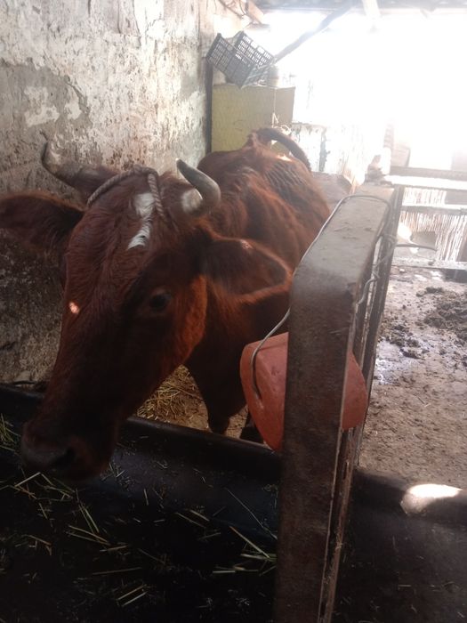 Она бола сигирлар бор