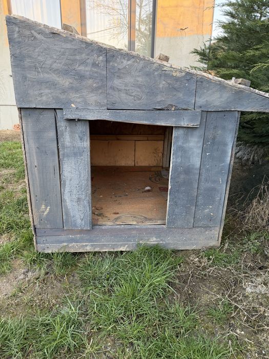 Vand cusca pentru caini