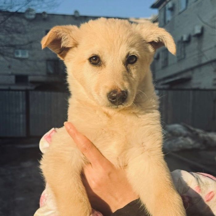 Щенок в ответственные руки