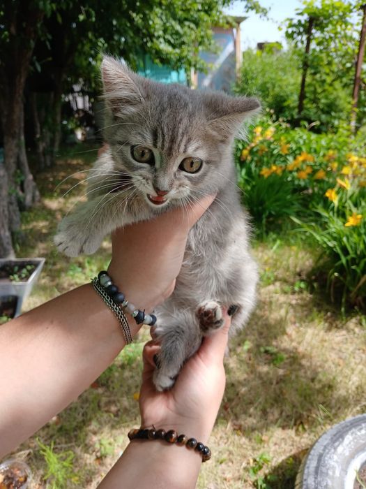 Котенок девочка