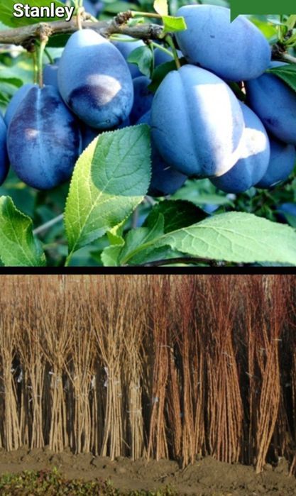 Pruni-pomi fructiferi