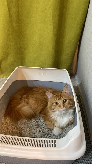 Кошку в хорошие добрые руки