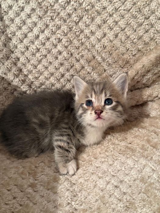 Котята девочки бесплатно