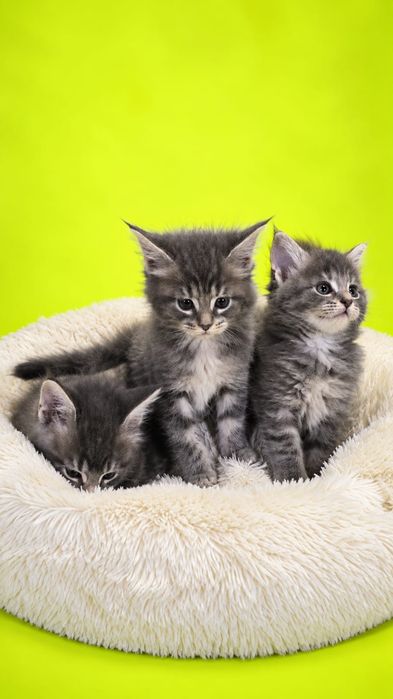 Предлагаю котят Мейн-кун