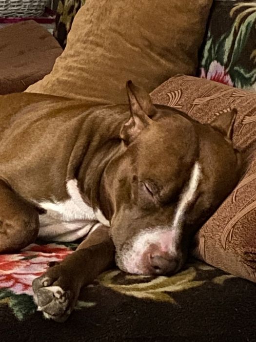 Питбуль  кабель для вязки