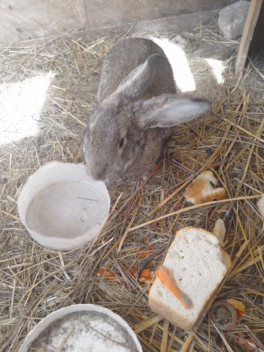 Кролики 8000 тенге