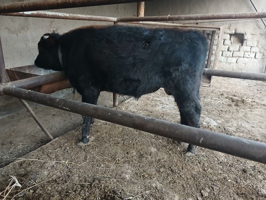 Букача сотилади ёош 7 ойлик иштахаси яхши.