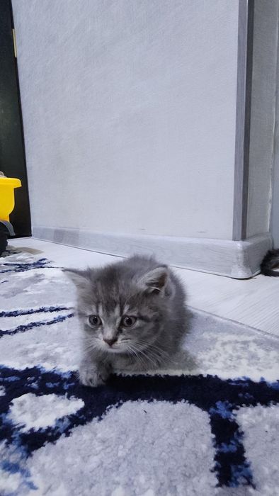 Породистый котята скоттиш страйт и фолд
