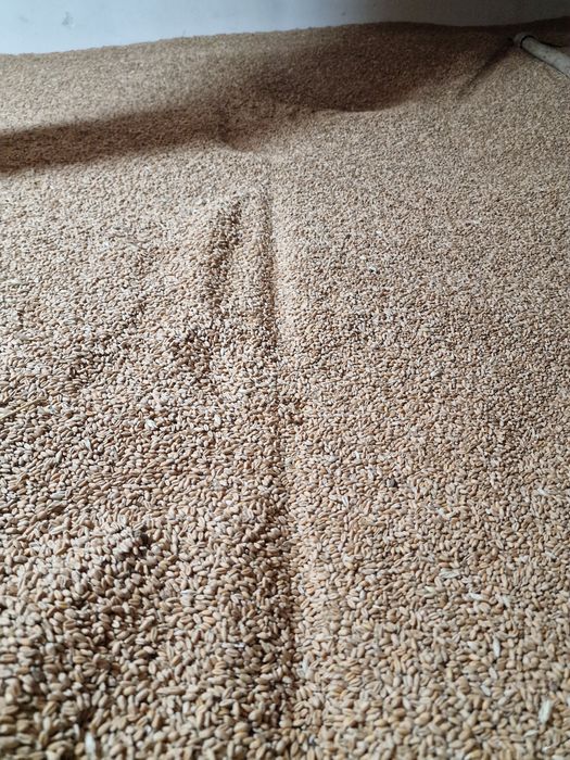 Grâu, porumb, triticale