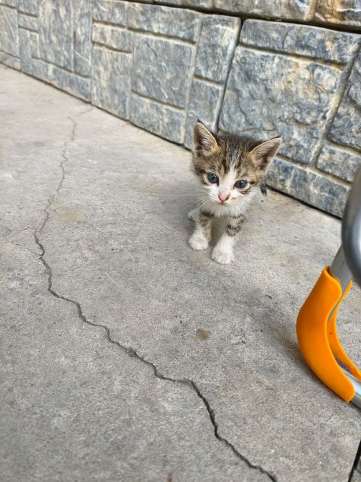Бесплатно котята