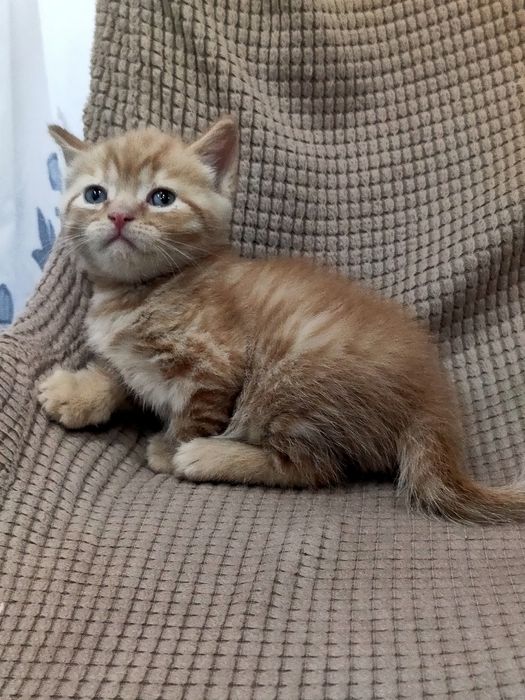 Британский мальчик