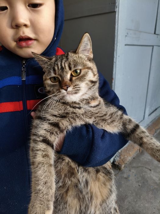 котенок бесплатно