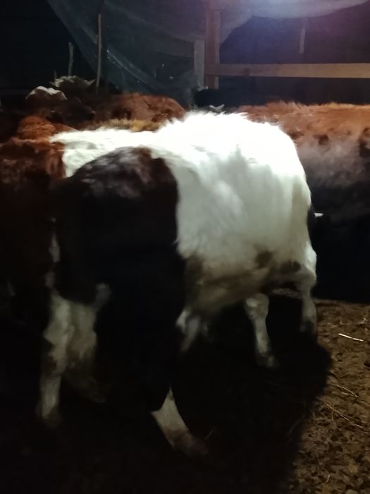 Продаются быки .