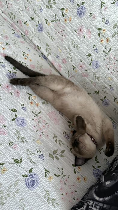 Кот Сиямский, 6 месяца