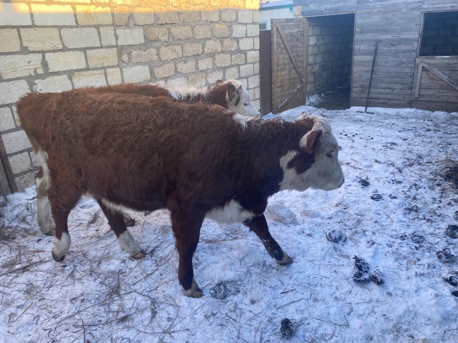 Еркек ургашы баспактар