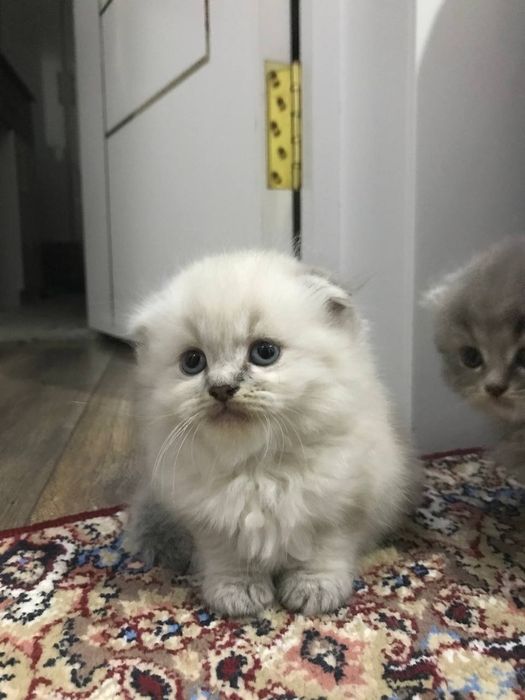 котята хайленд фолд