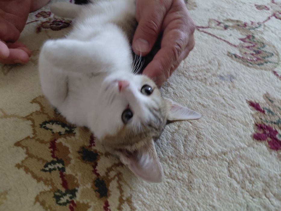 БЕСПЛАТНО. Котёнок девочка