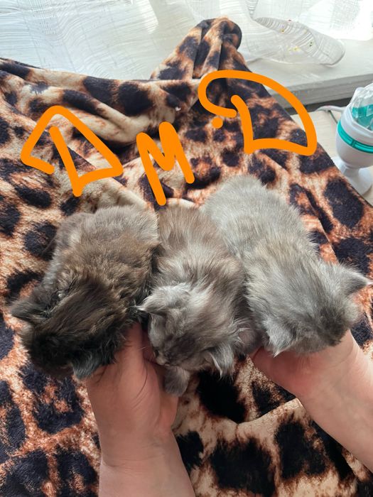 Котята в добрые руки