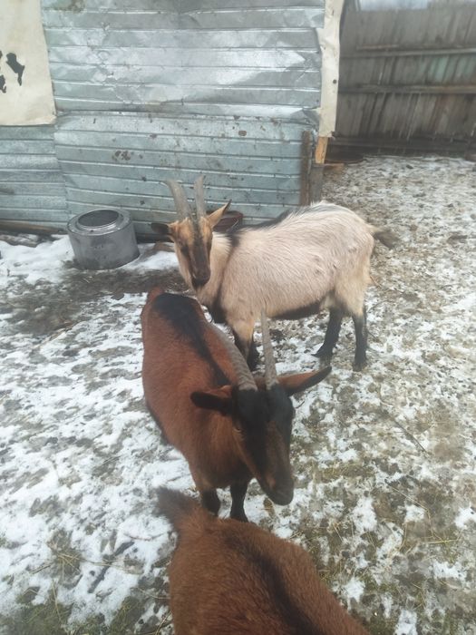 Vând capre alpină franceză