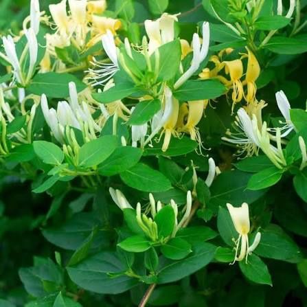 Lonicera mana Maici Domnului