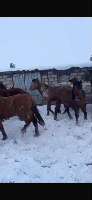 Продажа жеребцов откормленных