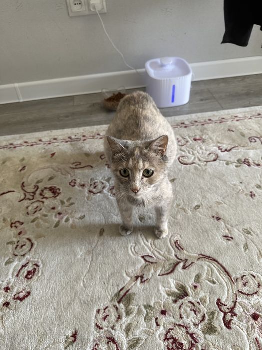 кошка беременная