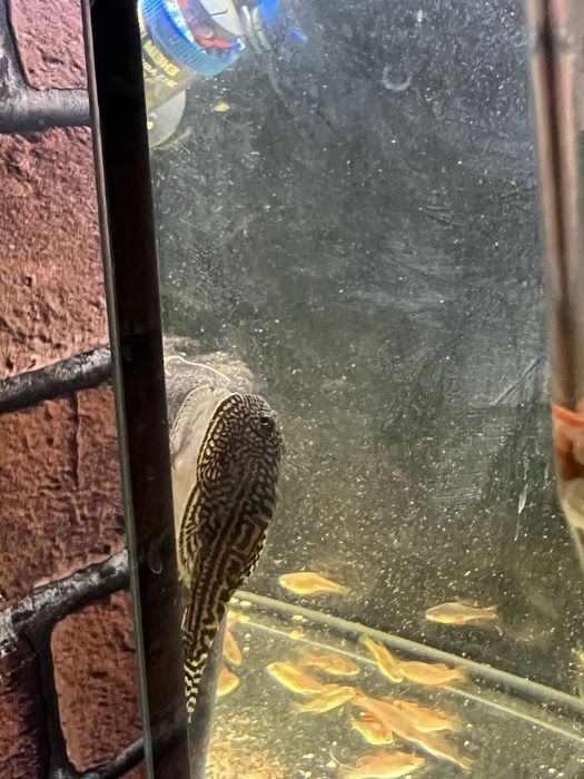 Somn sticla, Kuli, Tetra Ember, Microrasbora Galaxy, Sewelia, L201