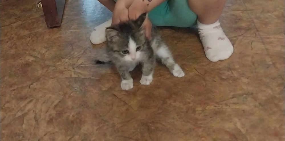 Котенок в добрые руки