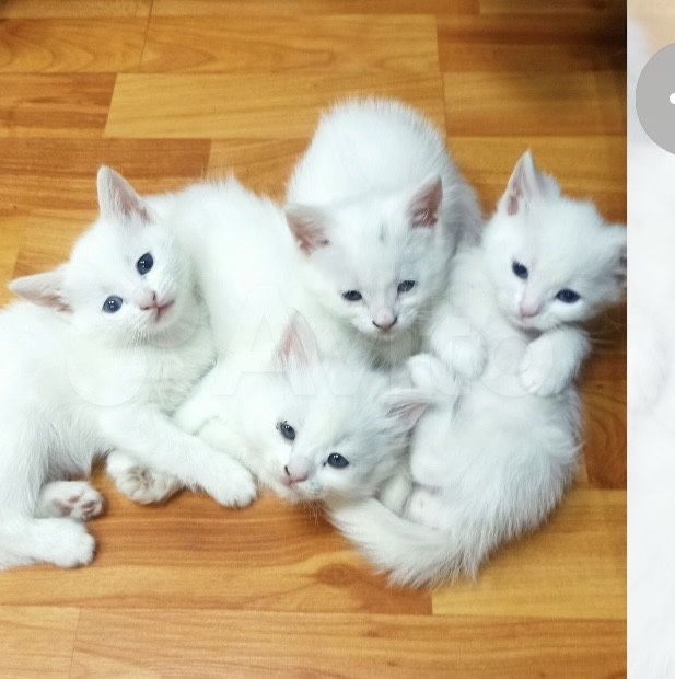 Котята турецкая ангора