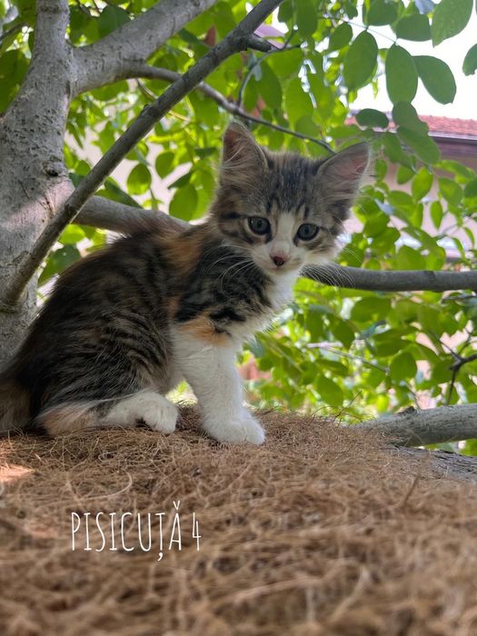 Pui de pisică de donat
