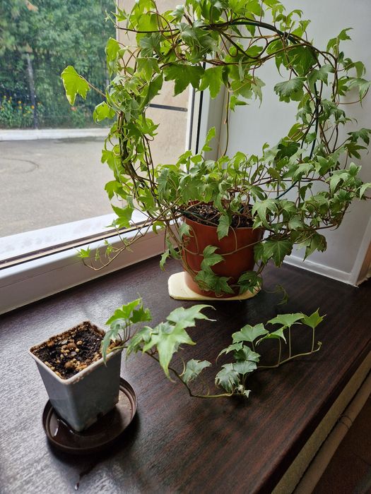 Комнатное растение.