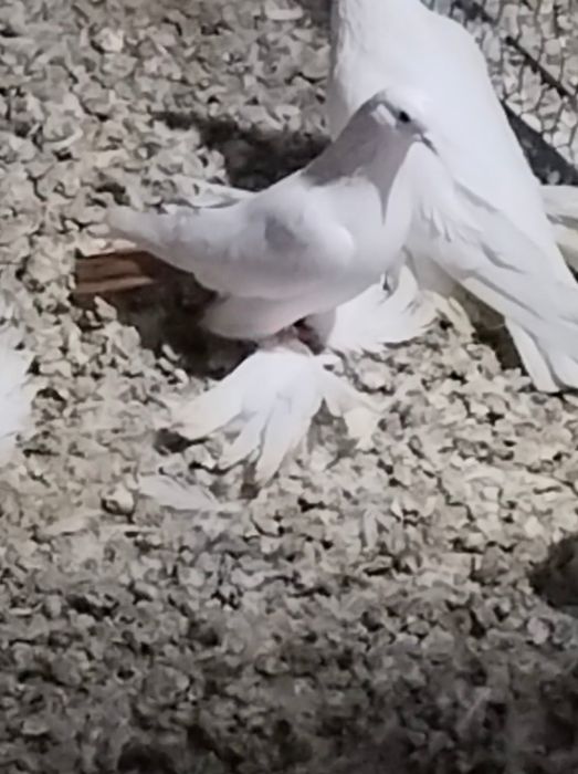 Голуби С/К персы