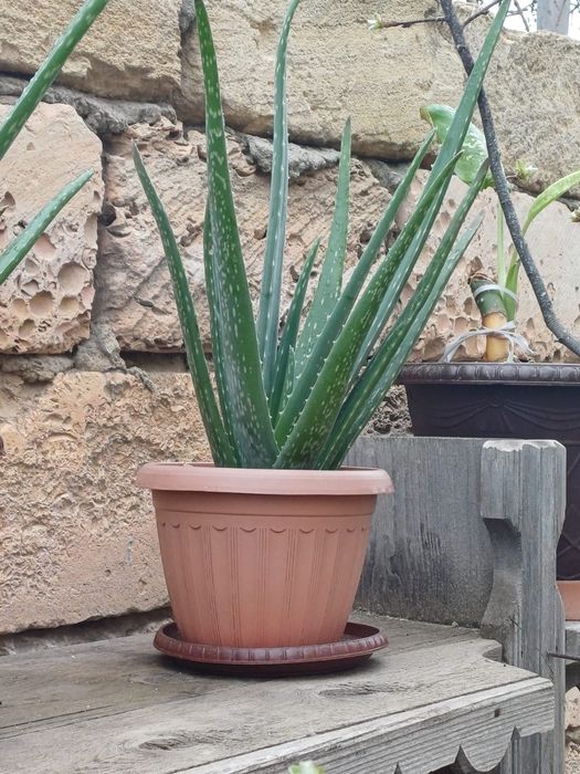 Растение Алоэ вера